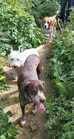 S&R dogs safeguarding the march